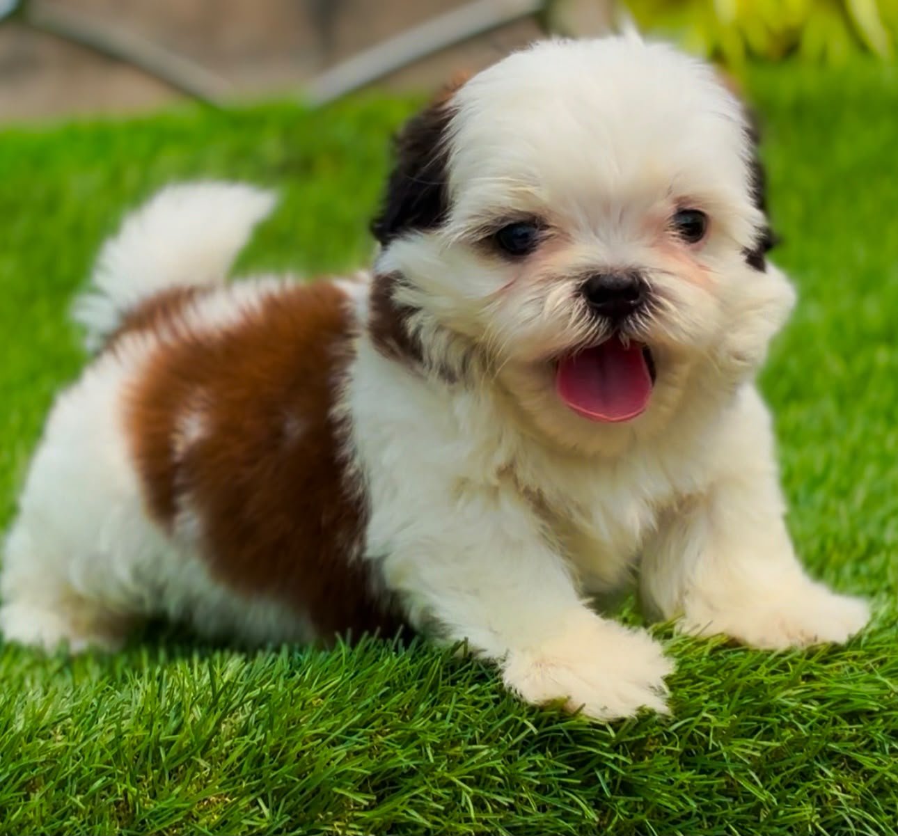 Shihtzu angle 5